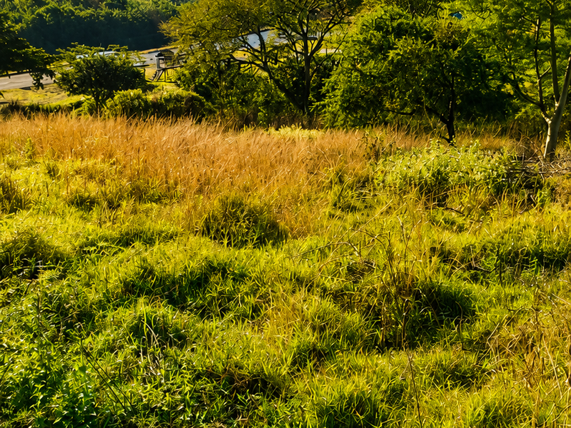 A scenic view of the vacant residential land featuring natural grass, mature trees, and rolling hills under a clear blue sky.