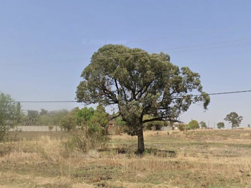 A view of a vacant residential plot featuring a mature tree and overhead power lines, viewed from the adjacent road.