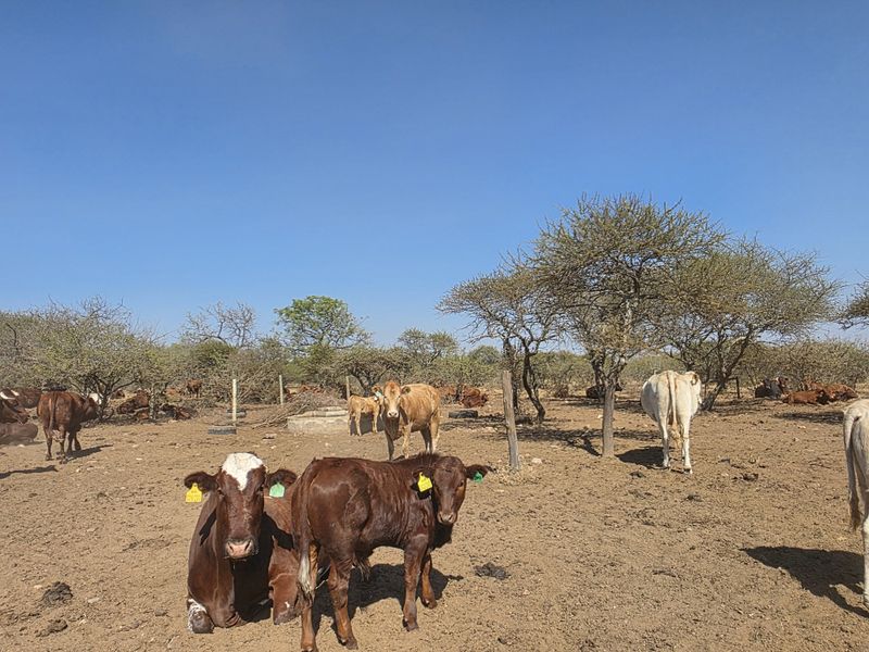 An open farm grazing area featuring natural vegetation and livestock fencing, typical of rural agricultural land.