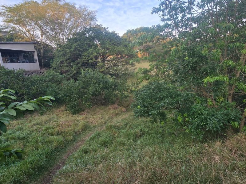 A view of a sloped, naturally landscaped residential plot featuring mature trees and established vegetation.