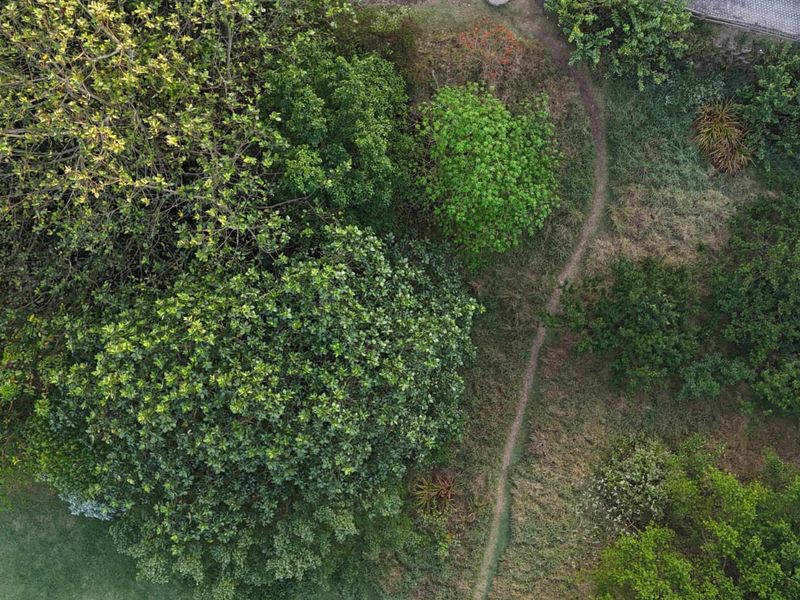 An aerial view of a vacant residential plot featuring established trees, natural vegetation, and a small walking path.