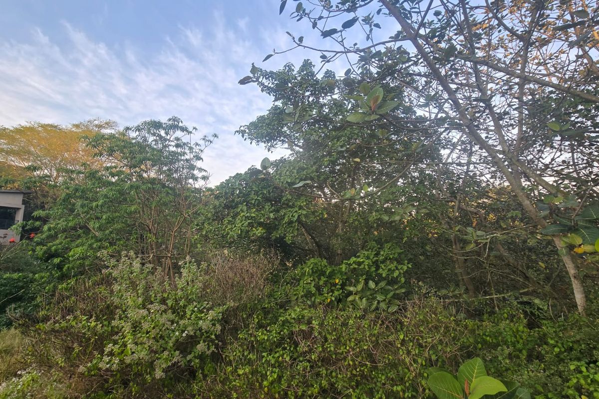A view of a densely vegetated residential plot featuring mature trees and natural landscaping.