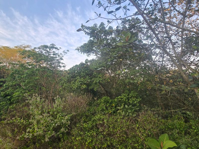 A view of a densely vegetated residential plot featuring mature trees and natural landscaping.