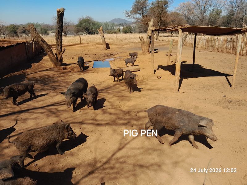 Outdoor pig pen area featuring basic fencing and a simple shelter structure on a farm property.
