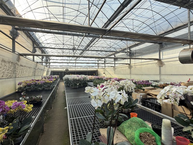 A large commercial-style greenhouse featuring arched metal framing, polycarbonate roofing, and extensive raised metal mesh cultivation benches for plant production.