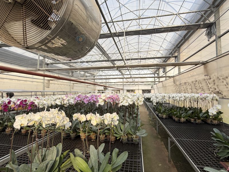 A functional greenhouse facility featuring industrial ventilation, metal cultivation benches, and a durable steel-framed structure with translucent roofing.