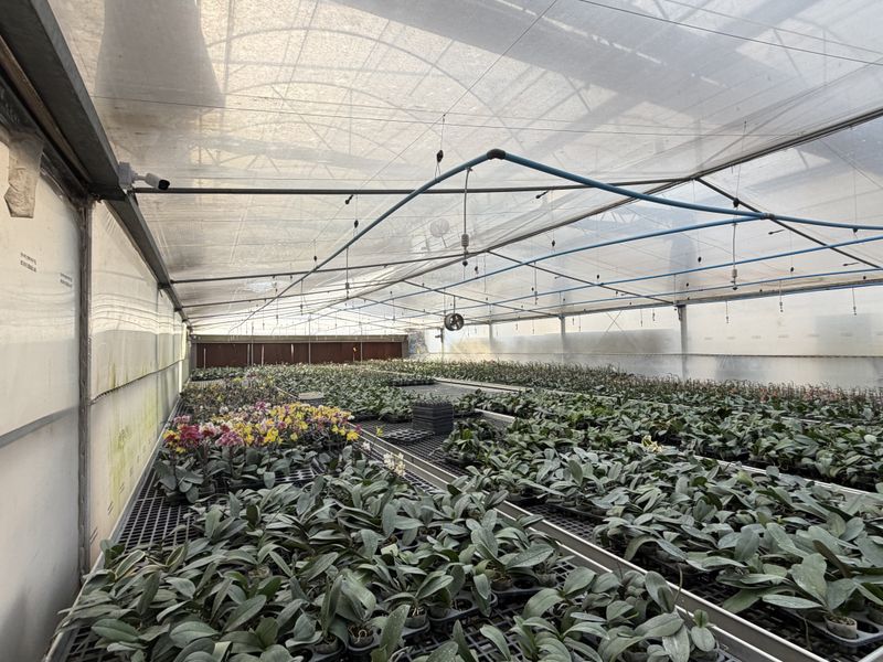 A functional greenhouse facility featuring a structured polycarbonate roof, overhead irrigation system, and extensive metal cultivation benches for plant propagation.