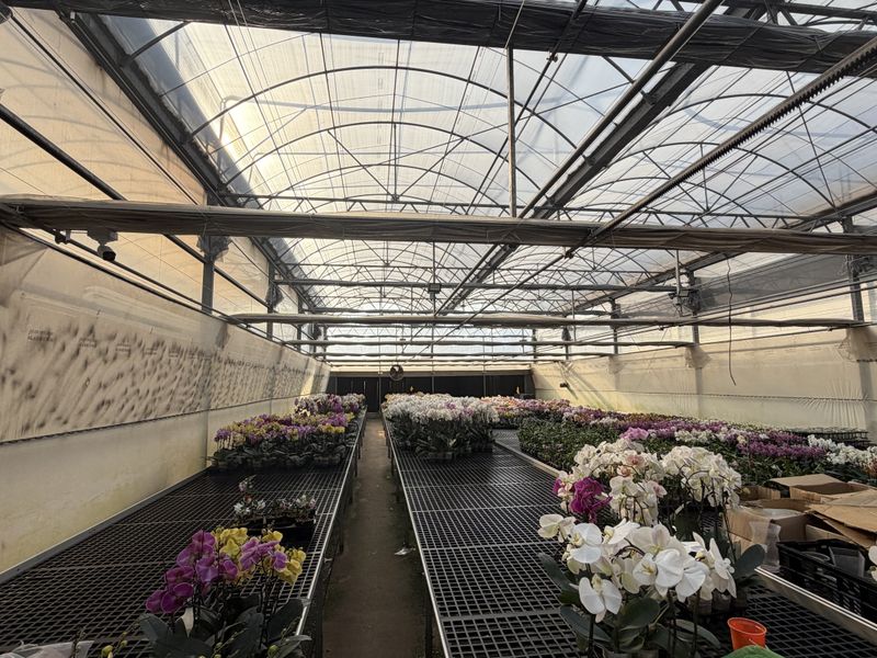 A functional greenhouse facility featuring a metal frame structure, translucent roofing, and extensive raised cultivation benches for plant production.