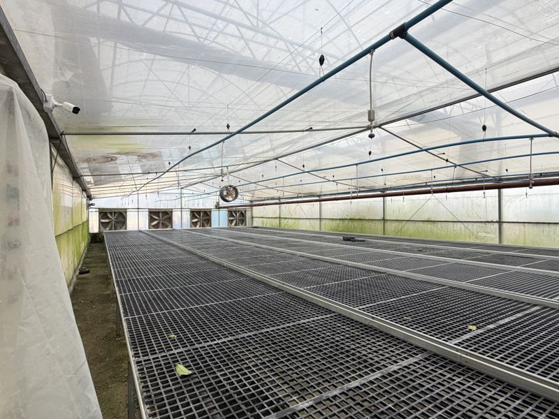 A functional greenhouse facility featuring a polycarbonate roof, integrated irrigation system, industrial ventilation fans, and raised metal mesh growing benches.