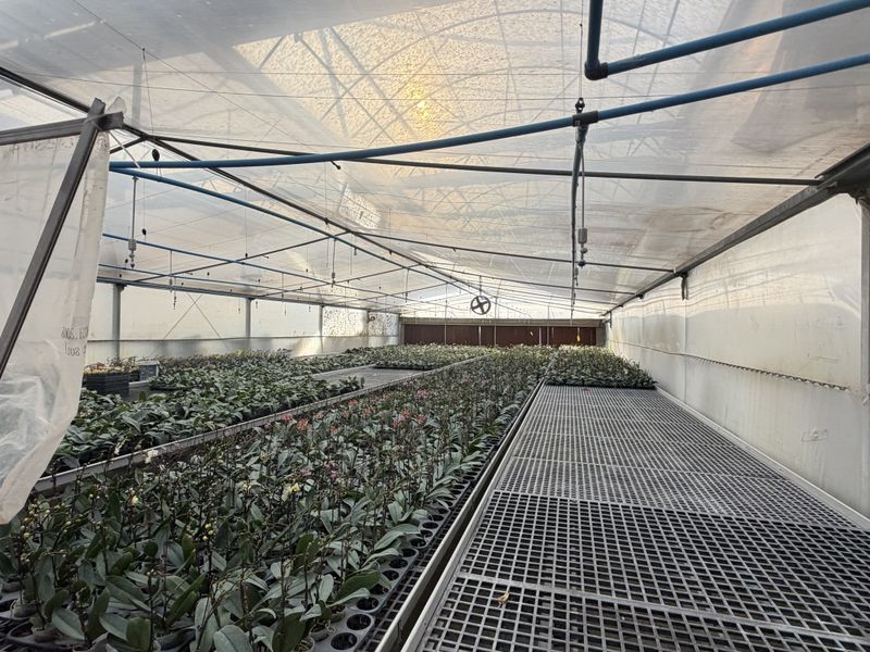 A functional greenhouse facility featuring metal cultivation benches, an integrated irrigation system, and overhead ventilation, suitable for commercial plant propagation.