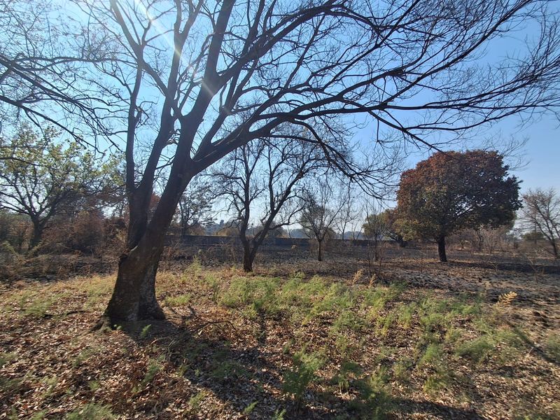 A view of the property grounds featuring mature trees and a boundary wall, showing signs of recent fire damage to the vegetation.