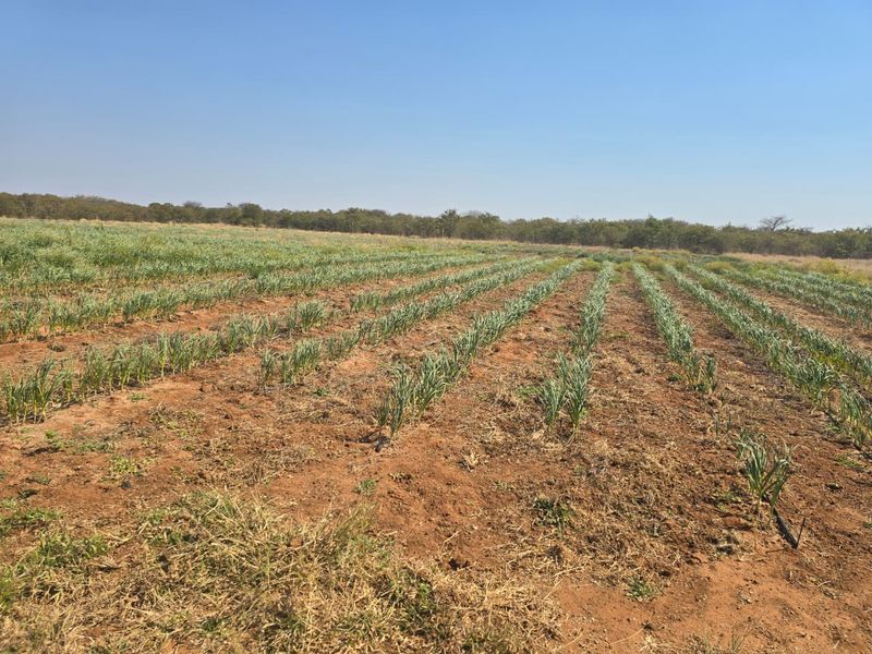 An expansive view of cultivated farmland featuring organized crop rows and integrated irrigation systems set against a clear sky.