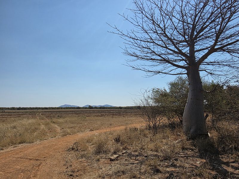 A scenic view of the expansive farm landscape featuring a prominent baobab tree and a dirt access track under a clear blue sky.