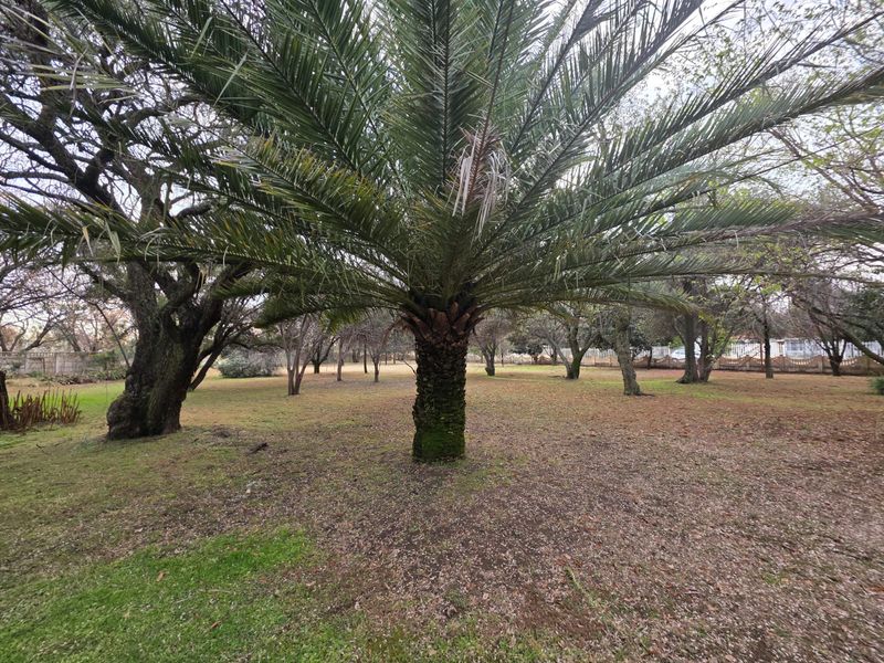 A spacious garden area featuring a large, mature palm tree and established trees set within a grassy landscape.