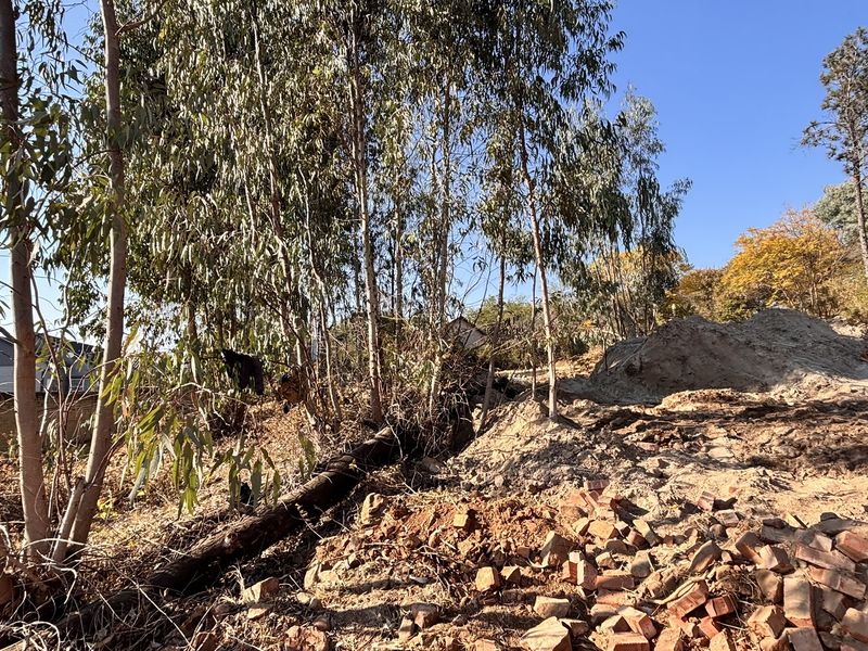 An undeveloped outdoor area featuring mature trees and significant ground debris, requiring extensive landscaping and site preparation.