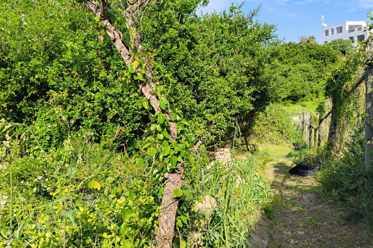 A view of a residential garden plot featuring dense overgrown vegetation, a wire boundary fence, and a partial retaining wall structure.