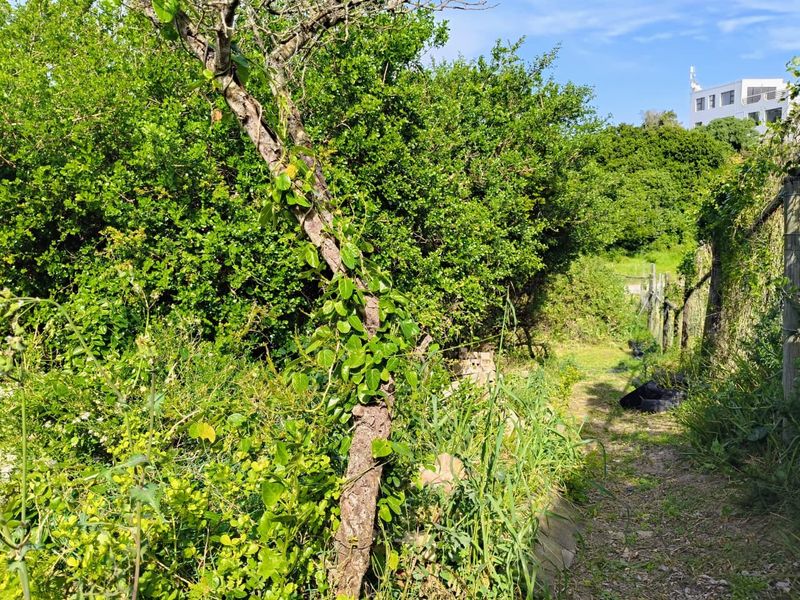 A view of a residential garden plot featuring dense overgrown vegetation, a wire boundary fence, and a partial retaining wall structure.