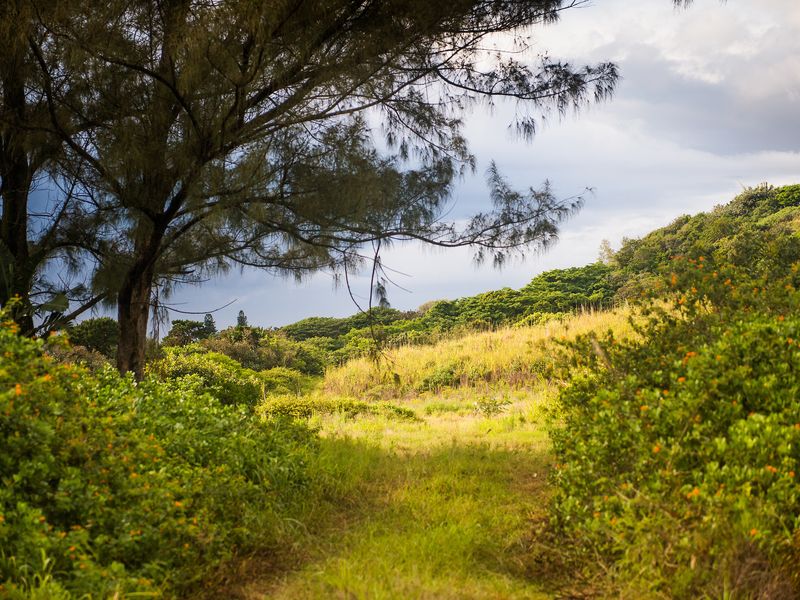A view of a natural, undeveloped residential plot featuring mature trees, lush vegetation, and a gentle slope.