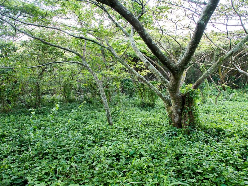 A view of a densely vegetated garden area featuring mature trees and natural ground cover.