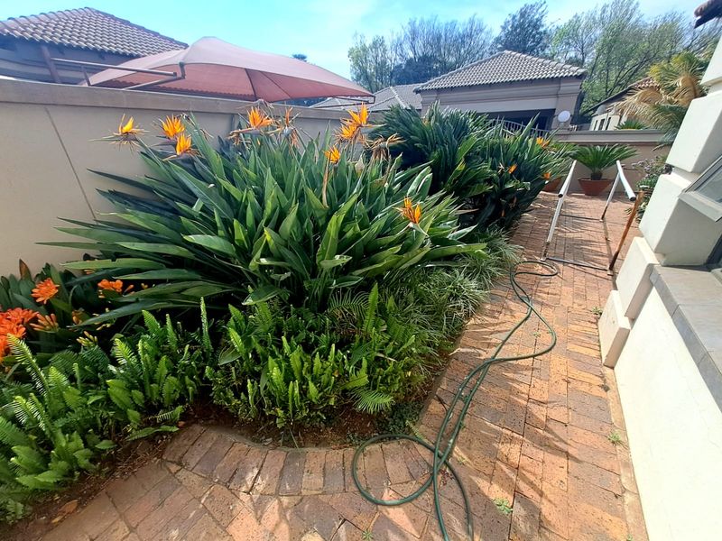 A well-maintained garden area featuring established Strelitzia plants, lush ferns, and brick paving alongside the property boundary wall.
