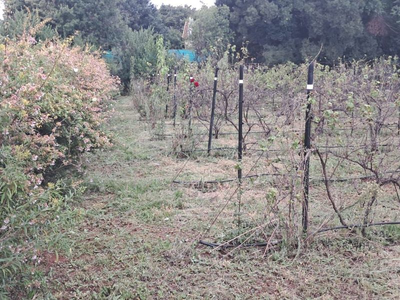 A residential garden area featuring a trellis system for vines, an irrigation setup, and established perimeter hedging.