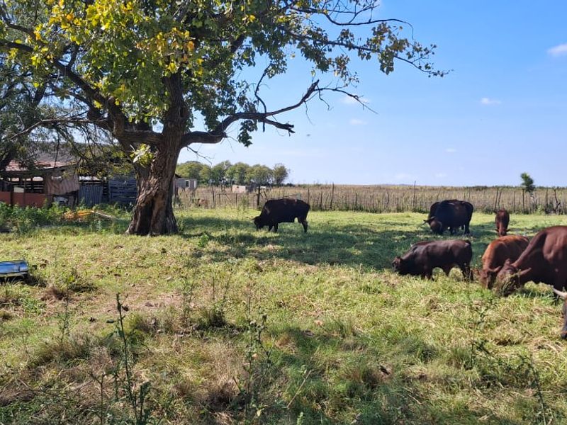 A view of the farm grounds featuring open grazing land, mature trees, and perimeter wire fencing.
