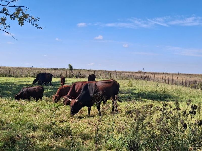 A view of a rural farm pasture featuring grazing cattle enclosed by wire fencing under a clear blue sky.