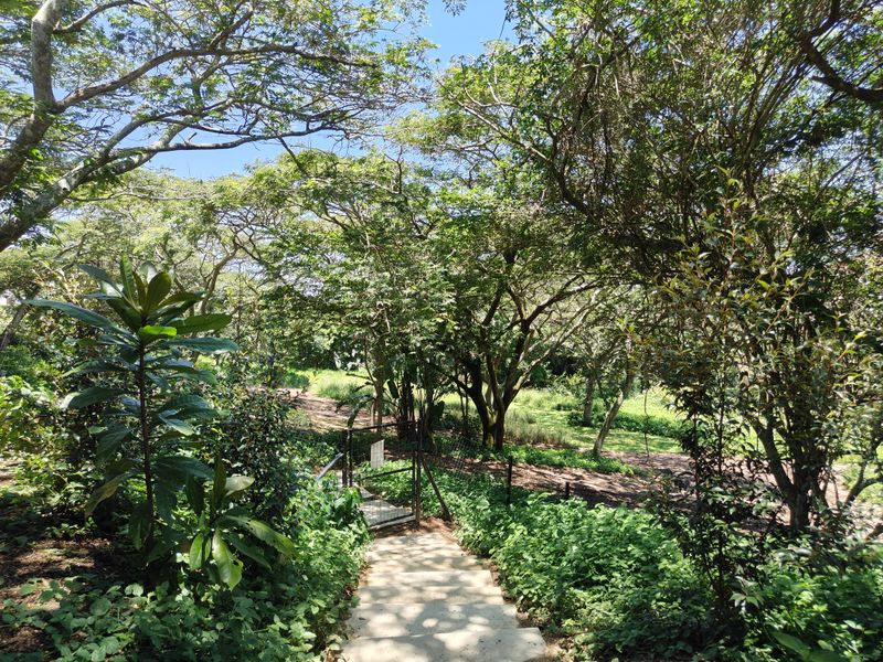 A view of a garden area featuring concrete stairs leading down to a fenced pathway surrounded by mature trees and lush vegetation.