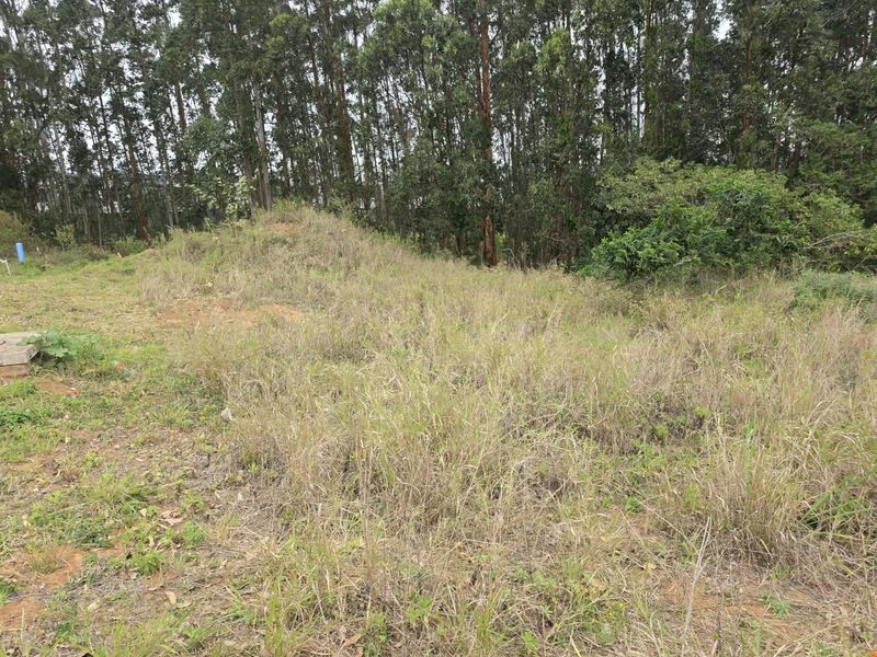 A view of an undeveloped residential plot featuring natural vegetation and mature trees in the background.