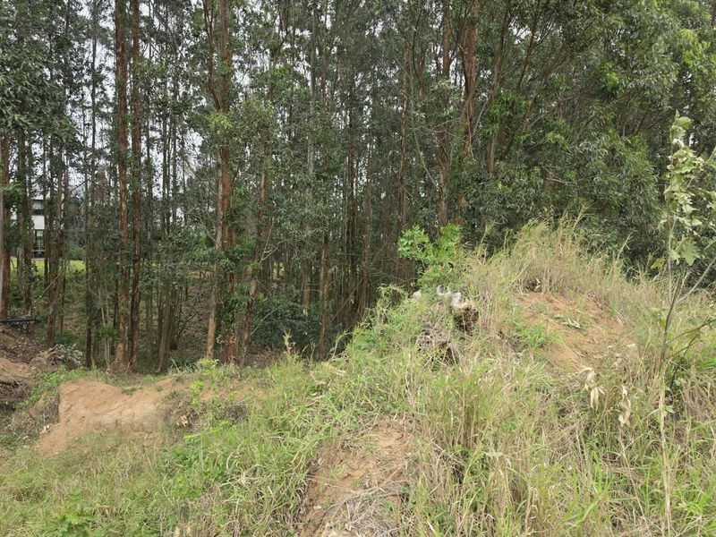 A view of the sloped, undeveloped land featuring mature trees and natural vegetation.
