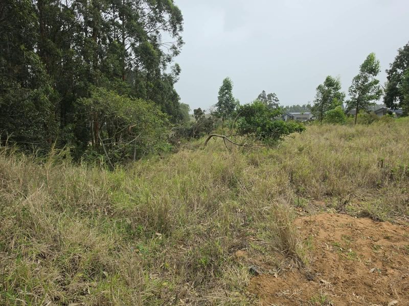 A view of a sloped, undeveloped residential plot featuring natural vegetation and mature trees.