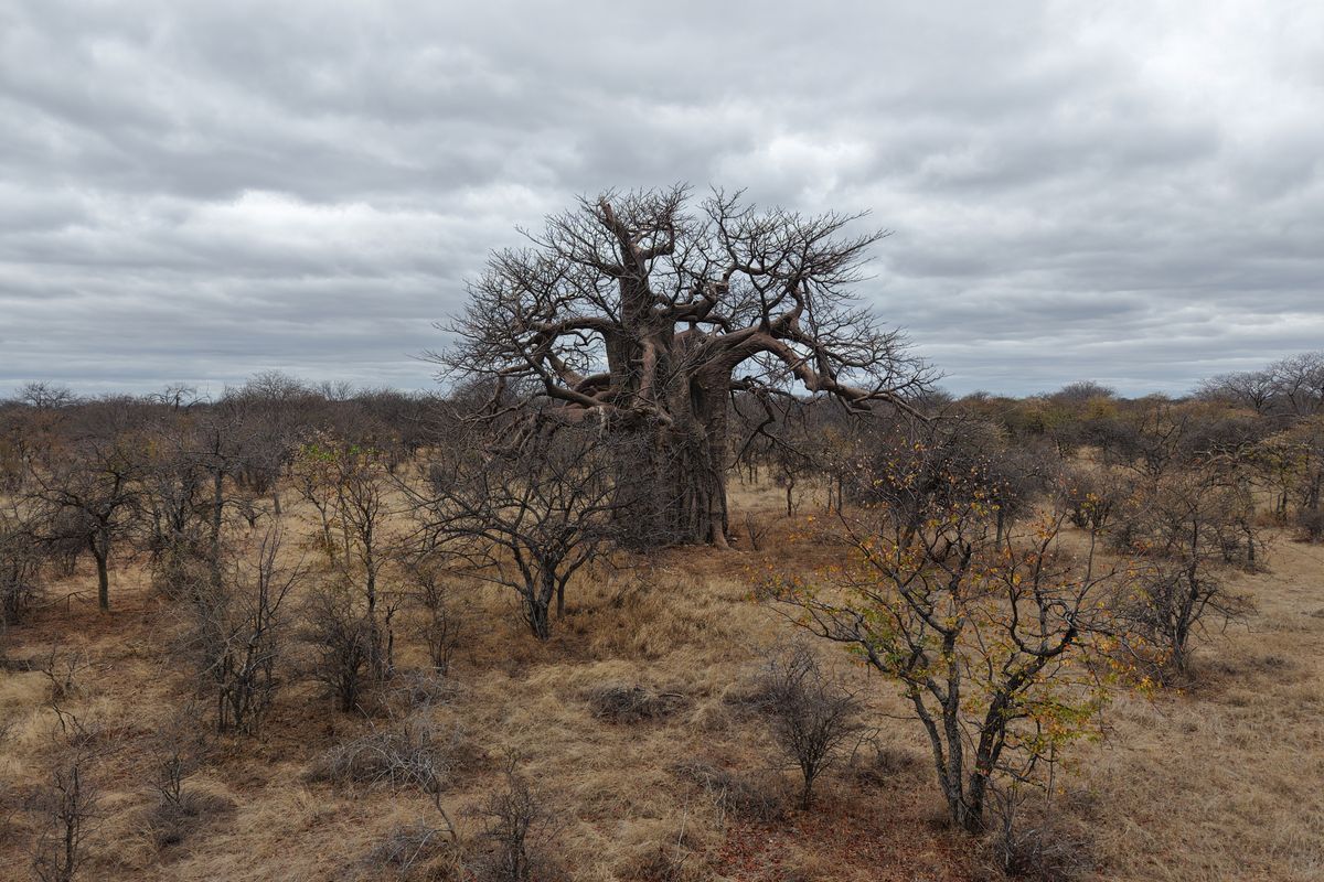 A scenic view of a large, mature baobab tree set within the natural, dry bushveld landscape of the farm.