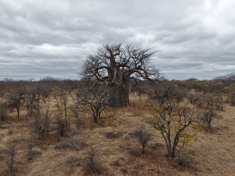 A scenic view of a large, mature baobab tree set within the natural, dry bushveld landscape of the farm.