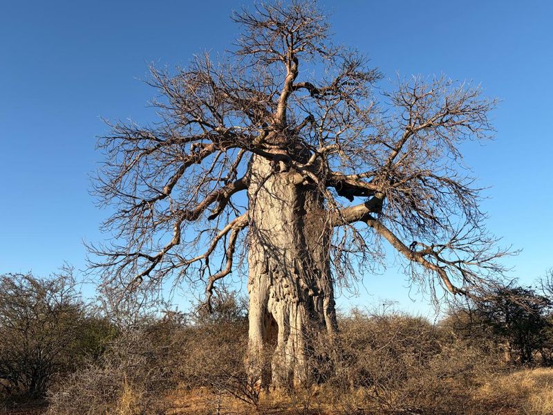 A large, mature baobab tree situated within the natural landscape of the farm property.