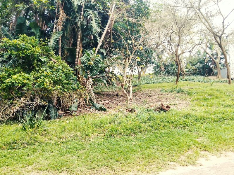 A view of the vacant residential land featuring established trees and natural vegetation cover.