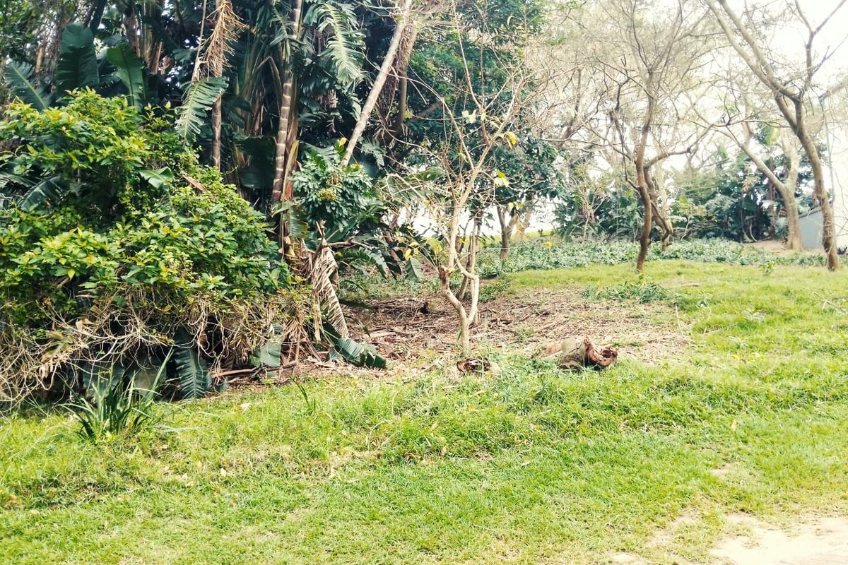 A view of the vacant residential land featuring established trees and natural vegetation cover.