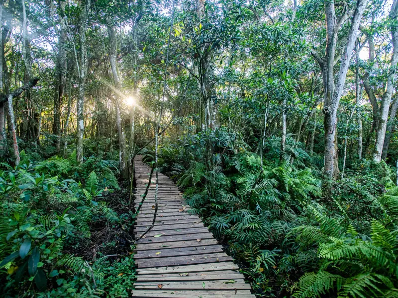 A scenic wooden boardwalk path winding through a lush, forested garden area with dense native vegetation.