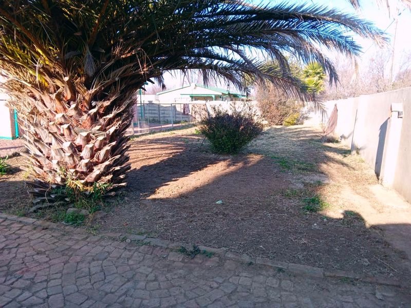 A backyard area featuring a large mature palm tree, paved ground surface, and perimeter boundary walling.