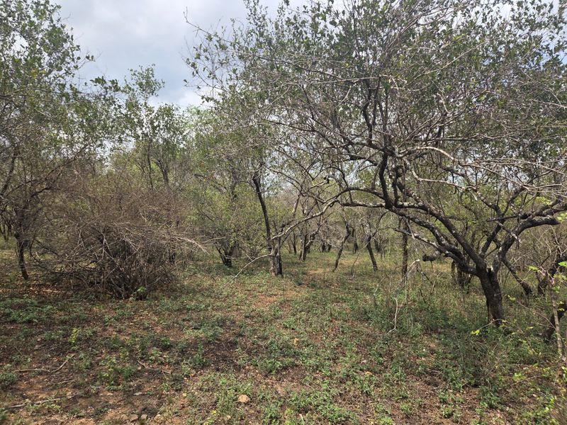 A view of a vacant residential plot featuring dense natural vegetation and mature trees.
