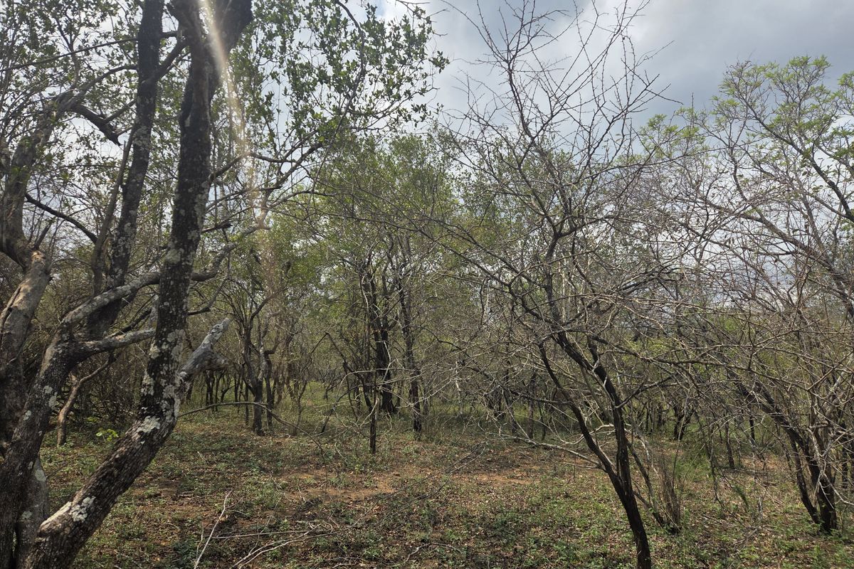 A view of the natural, undeveloped landscape featuring established trees and native vegetation on the residential land.