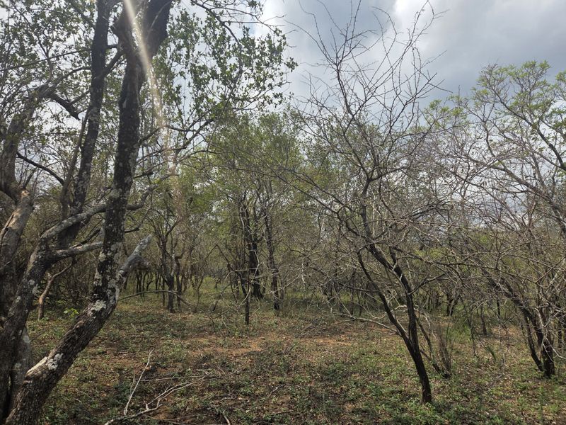 A view of the natural, undeveloped landscape featuring established trees and native vegetation on the residential land.