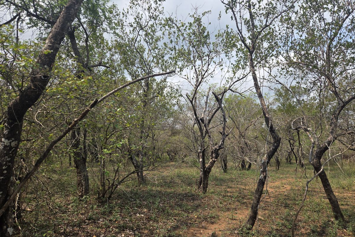 A view of the natural, undeveloped land featuring established native trees and indigenous vegetation across the property.