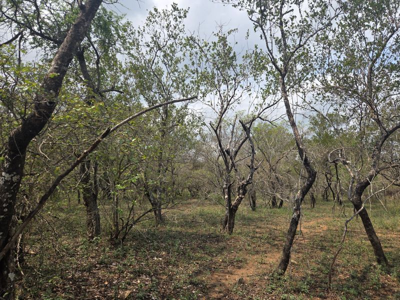 A view of the natural, undeveloped land featuring established native trees and indigenous vegetation across the property.