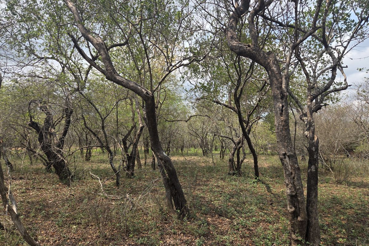 A view of a natural, wooded plot featuring mature trees and native vegetation, suitable for residential development.