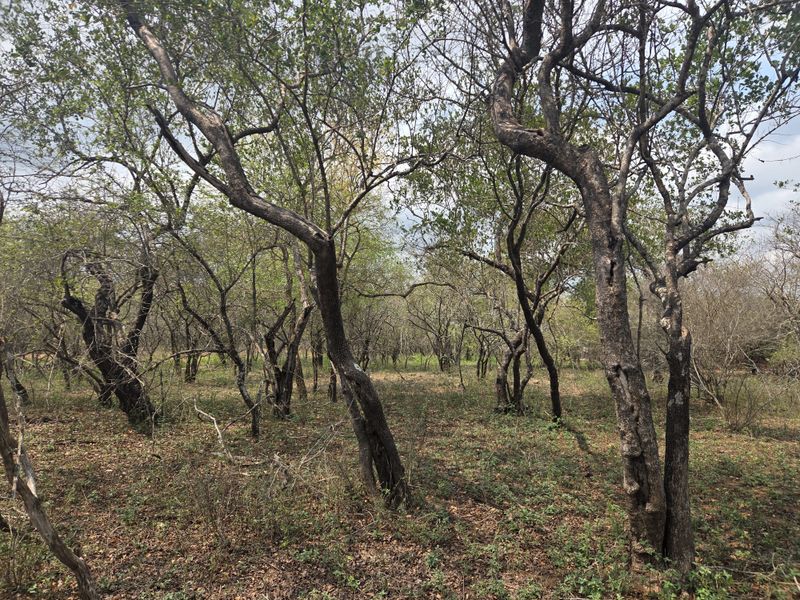 A view of a natural, wooded plot featuring mature trees and native vegetation, suitable for residential development.