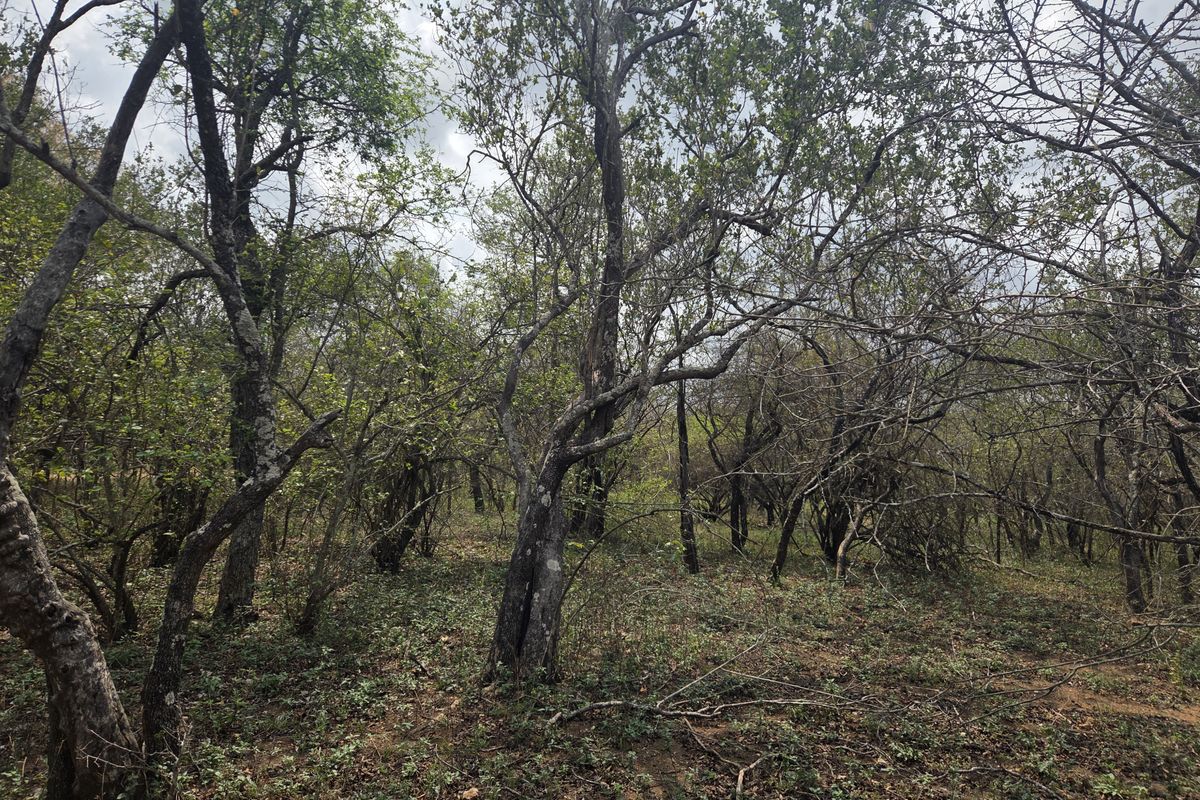 A view of the natural, wooded landscape on the vacant residential property, featuring mature trees and native vegetation.