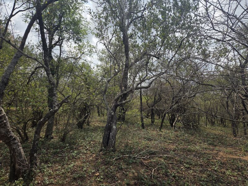 A view of the natural, wooded landscape on the vacant residential property, featuring mature trees and native vegetation.