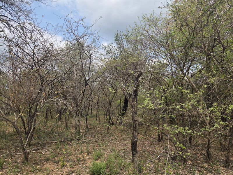 A view of the natural, undeveloped residential land featuring dense native vegetation and mature trees.