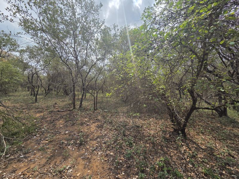 A view of a vacant residential plot featuring established native trees and natural ground cover.