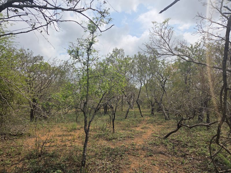 A view of the natural, undeveloped residential land featuring established native trees and shrubs on the property.